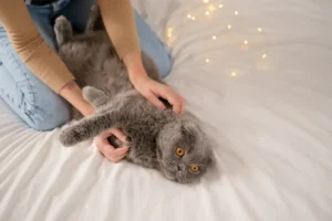 Cats are quiet mental health allies — and the science is catching up.