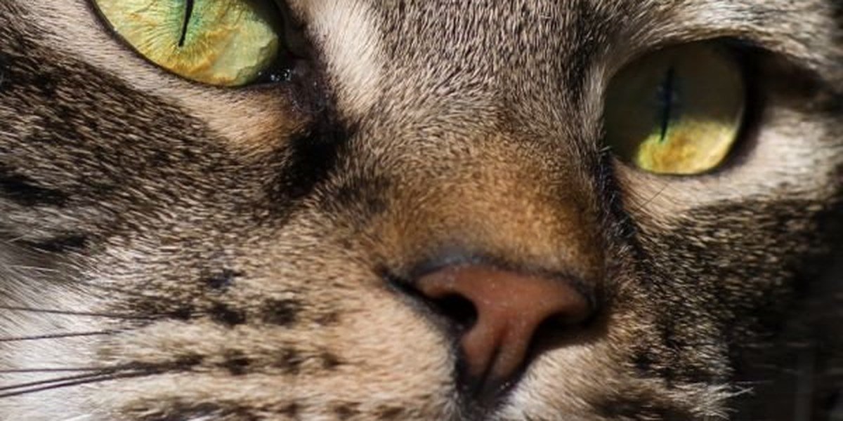 A close-up of an alert, healthy cat's face