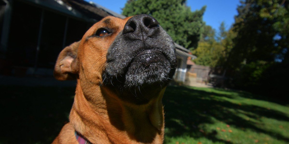 A happy, relaxed dog enjoying the outdoors