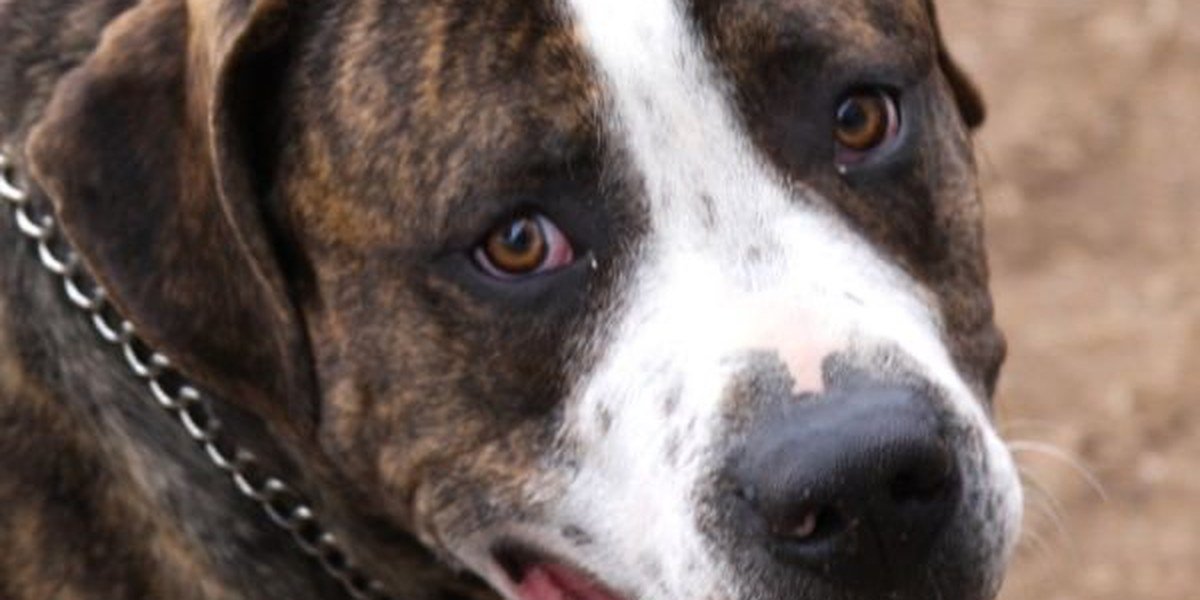 A close-up of a bright, alert dog