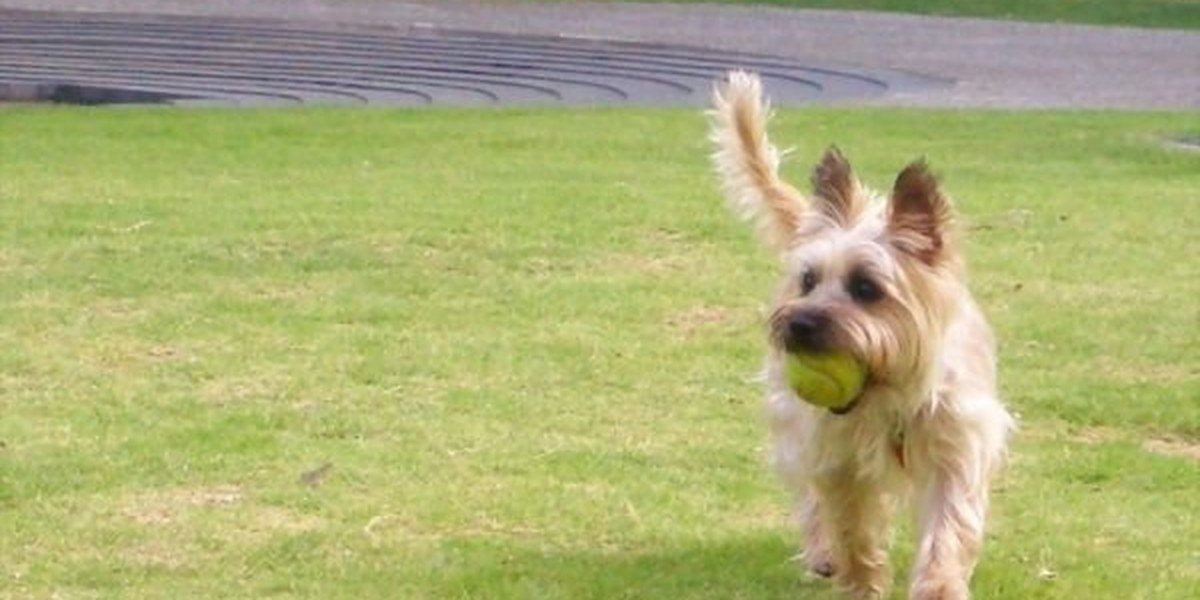A joyful dog playing in the park