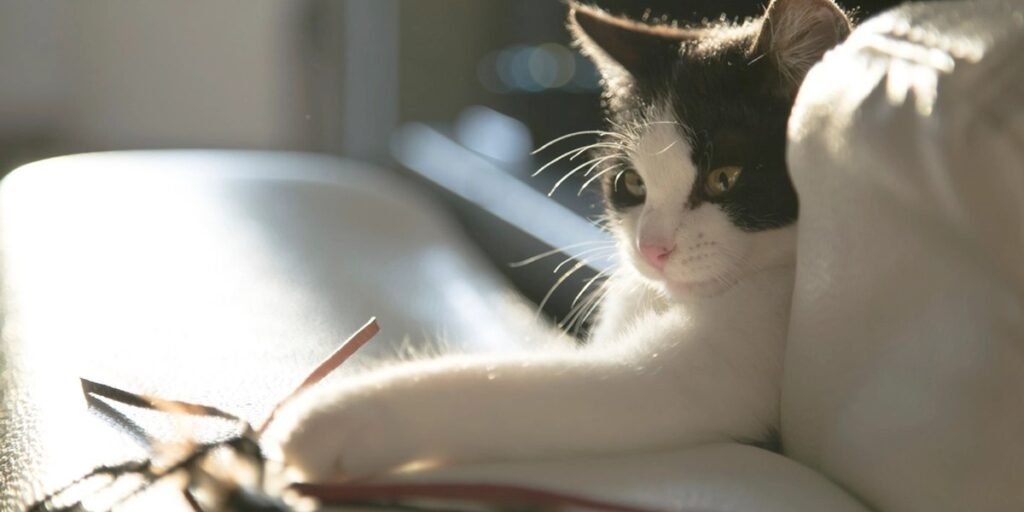 A calm cat resting safely at home