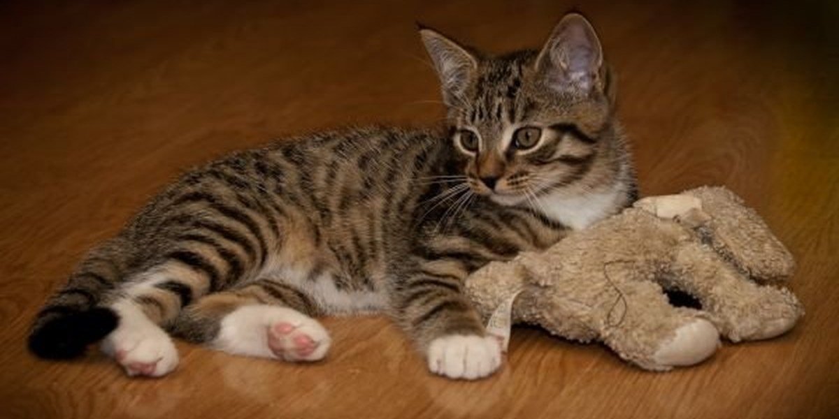 A cat playing with a toy at home