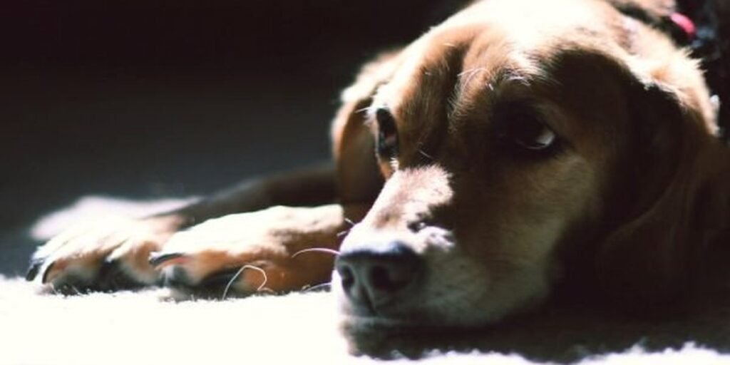 A relaxed dog resting calmly at home
