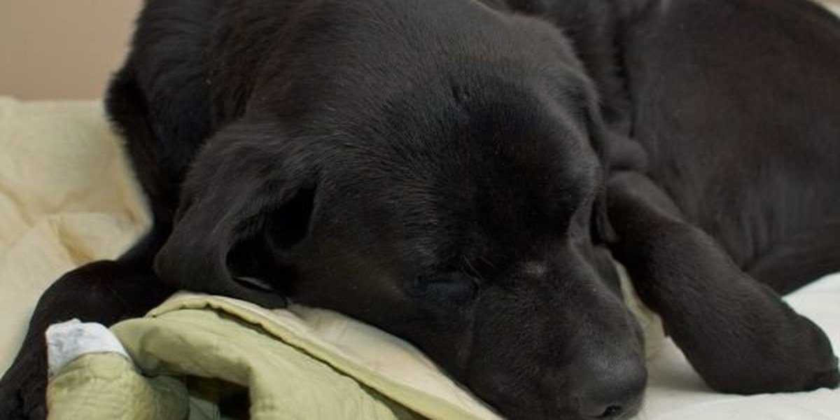 A content dog resting on its bed