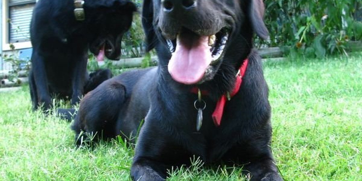 A dog happily enjoying a chew toy