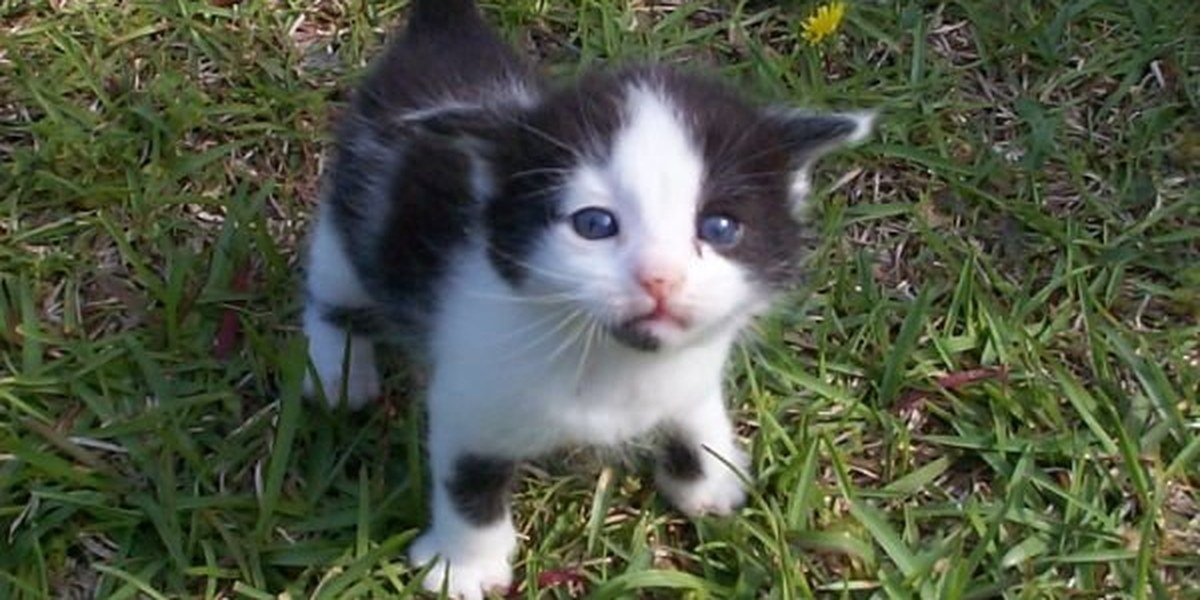 A young rescue cat exploring its new surroundings