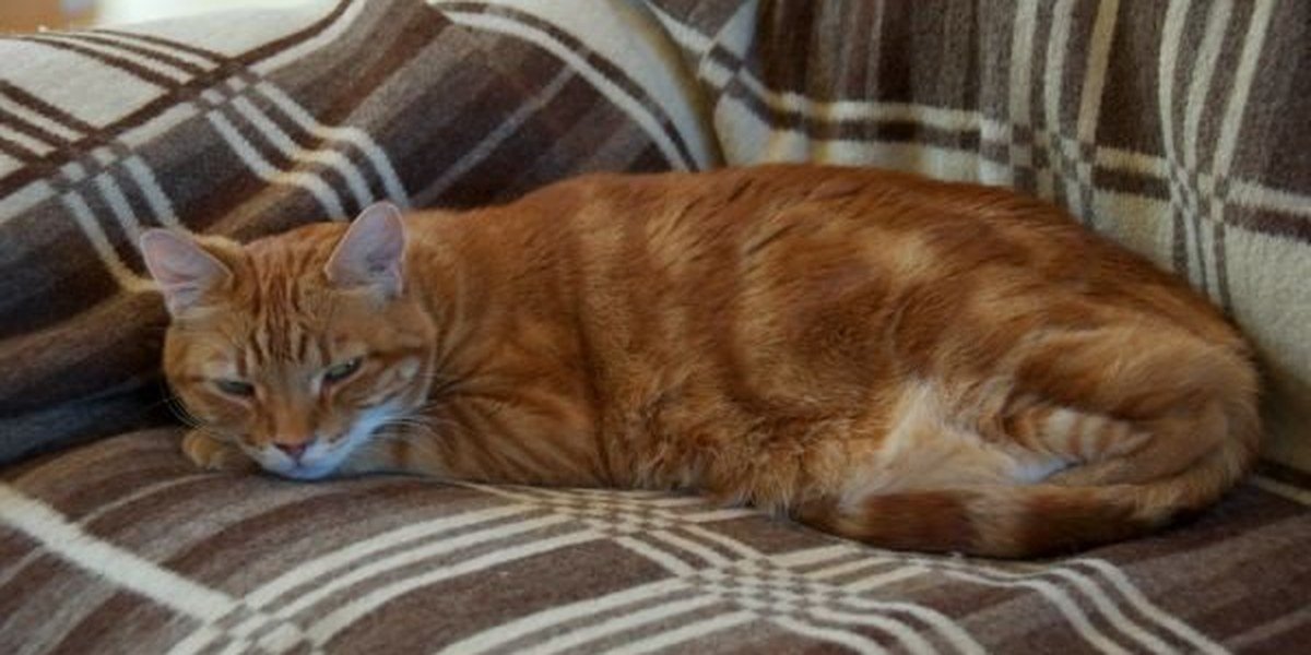 A rescue cat relaxed and trusting at home