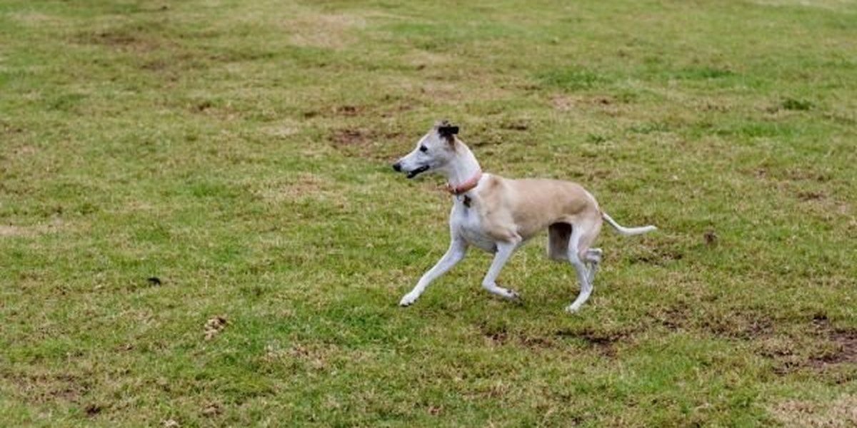 A dog walking calmly on a loose leash