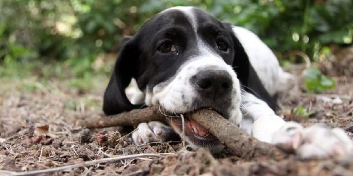 A dog focusing happily on its owner