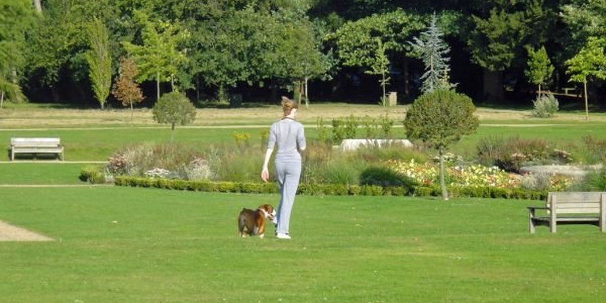 Walking a dog in a green park