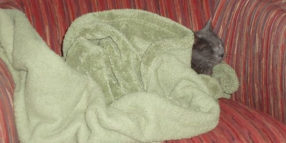An older cat resting on a soft blanket