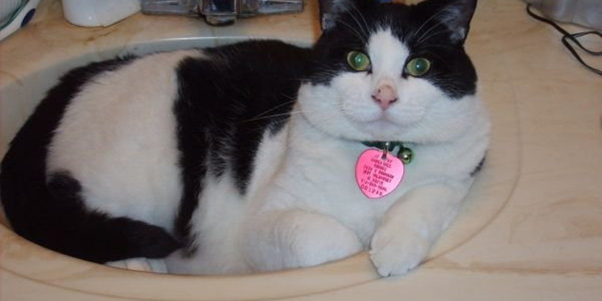 A content senior cat