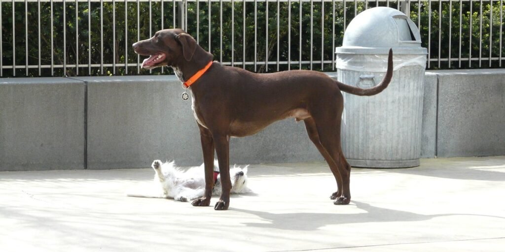 A dog exploring with growing confidence