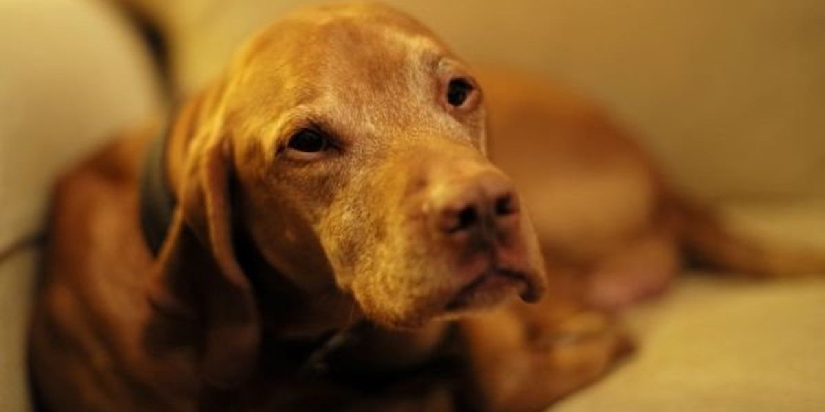 A relaxed, confident dog at home