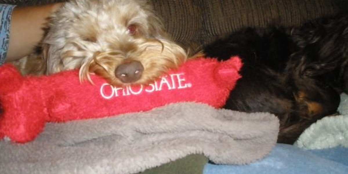 A dog enjoying a confidence-building toy