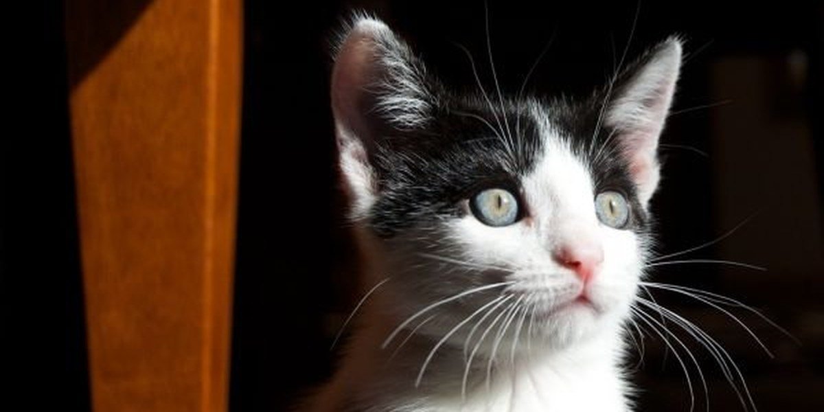 A peaceful cat resting in gentle light