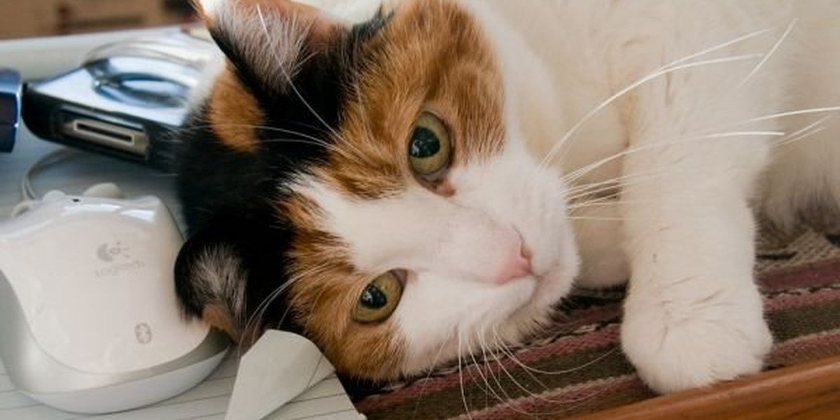 Gently holding a beloved cat