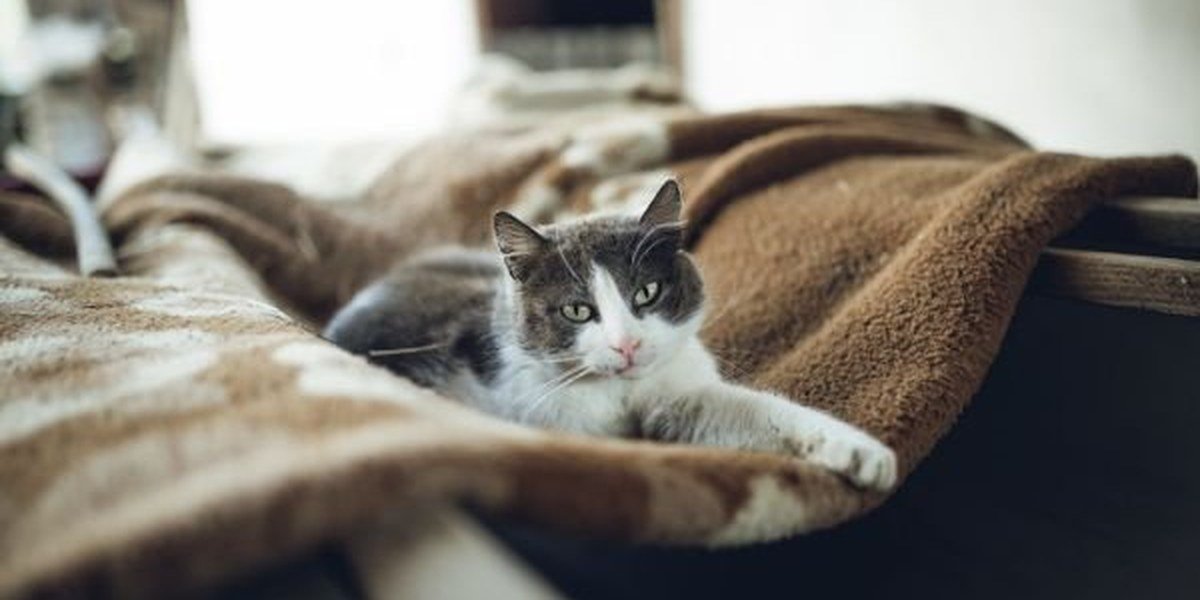 A cat resting cozily at home