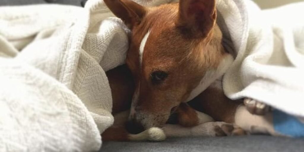 A dog resting calmly under a soft blanket