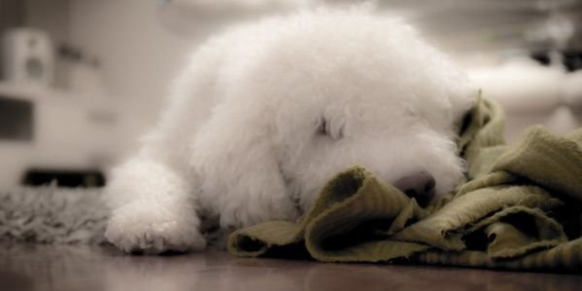 A dog relaxed in a cozy spot at home