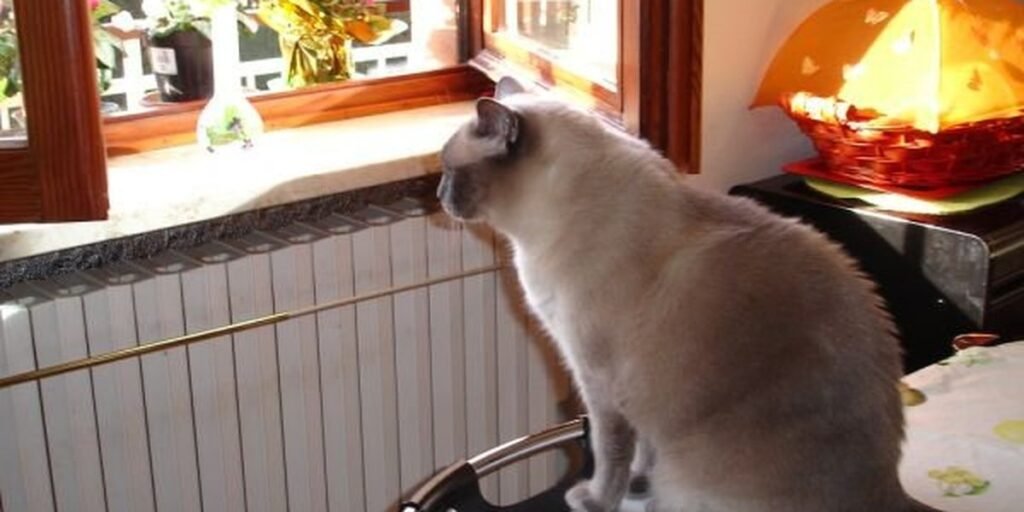 A calm cat in a bright, sunny room