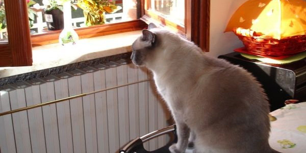 A calm cat in a bright, sunny room