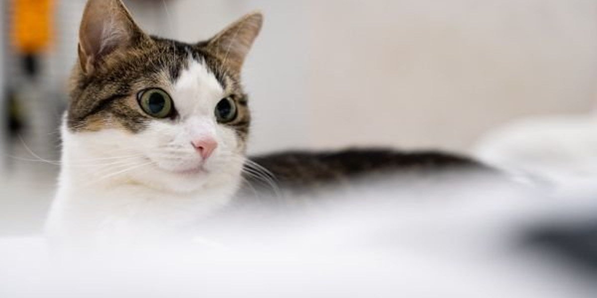 A curious cat sniffing a soft blanket