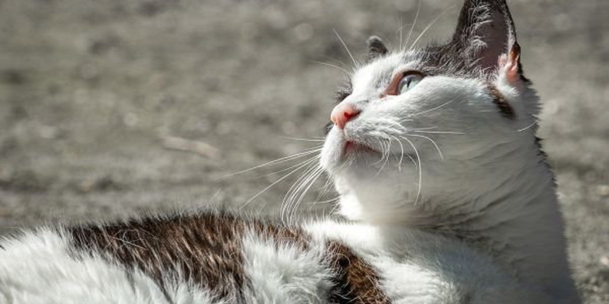 A relaxed cat at home