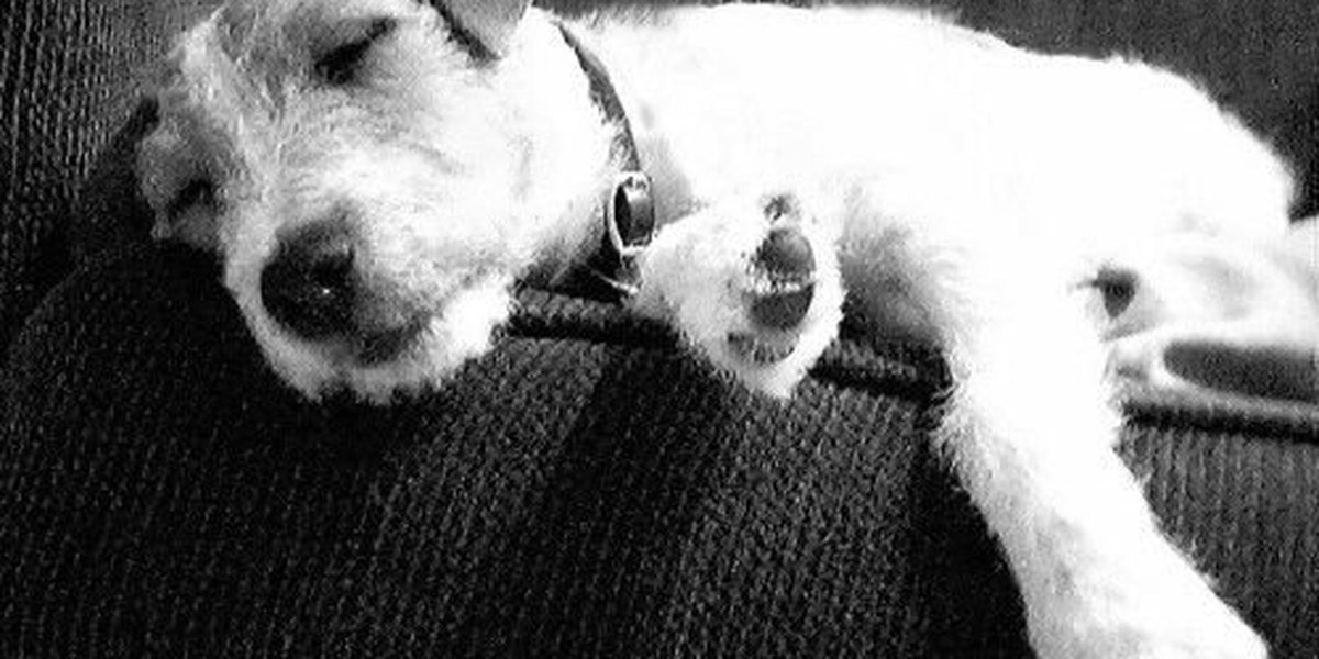 A peaceful dog resting in gentle light
