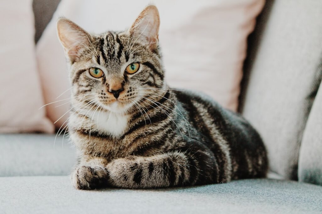 Co-regulation between human and cat is real, measurable, and bidirectional.