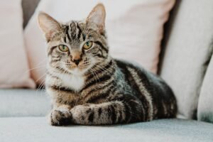 Co-regulation between human and cat is real, measurable, and bidirectional.