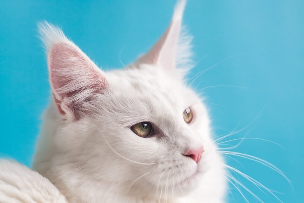 Calm cat investigating soft items — introducing cat to baby — Ecominou
