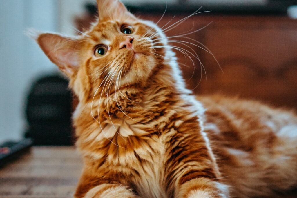 Cats are quiet mental health allies — and the science is catching up.grieving the loss of a cat — Ecominou