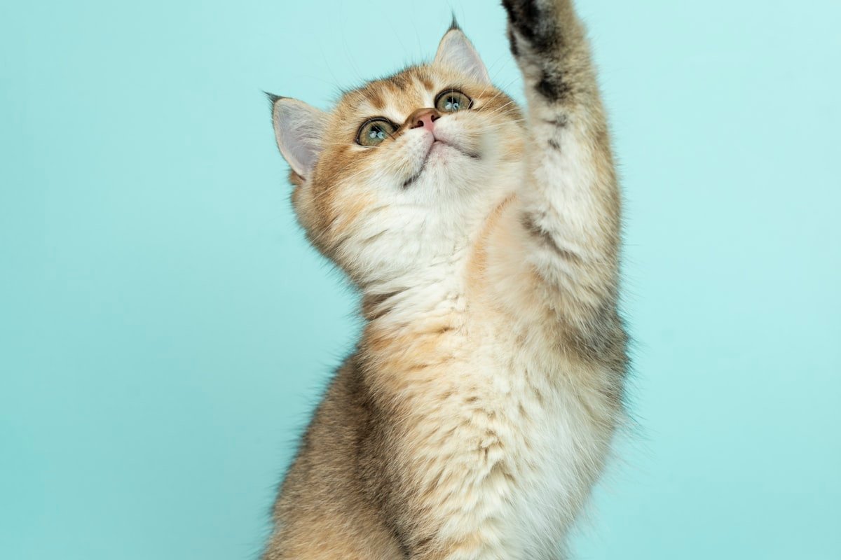 Cat Mom Burnout: Why You’re Exhausted (And How to Recover) [2026]