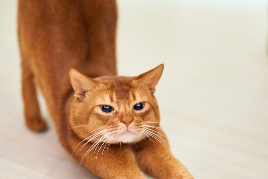 Calm orange cat — cats and mental health — Ecominou