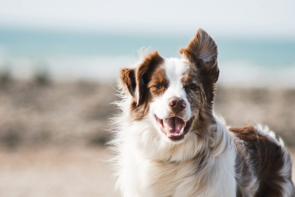 Dog waiting calmly at the front door — dog separation anxiety — Ecominou