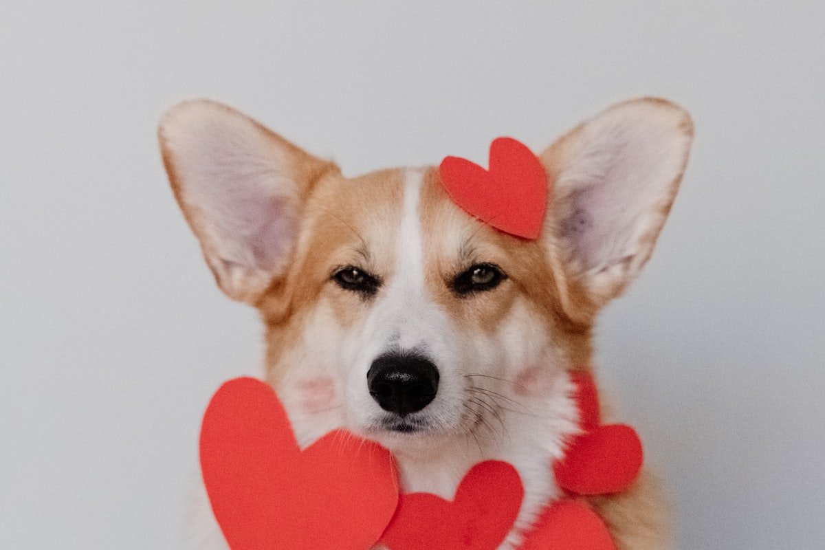 Fearful Dog: How to Build Confidence in a Scared Pup [2026]