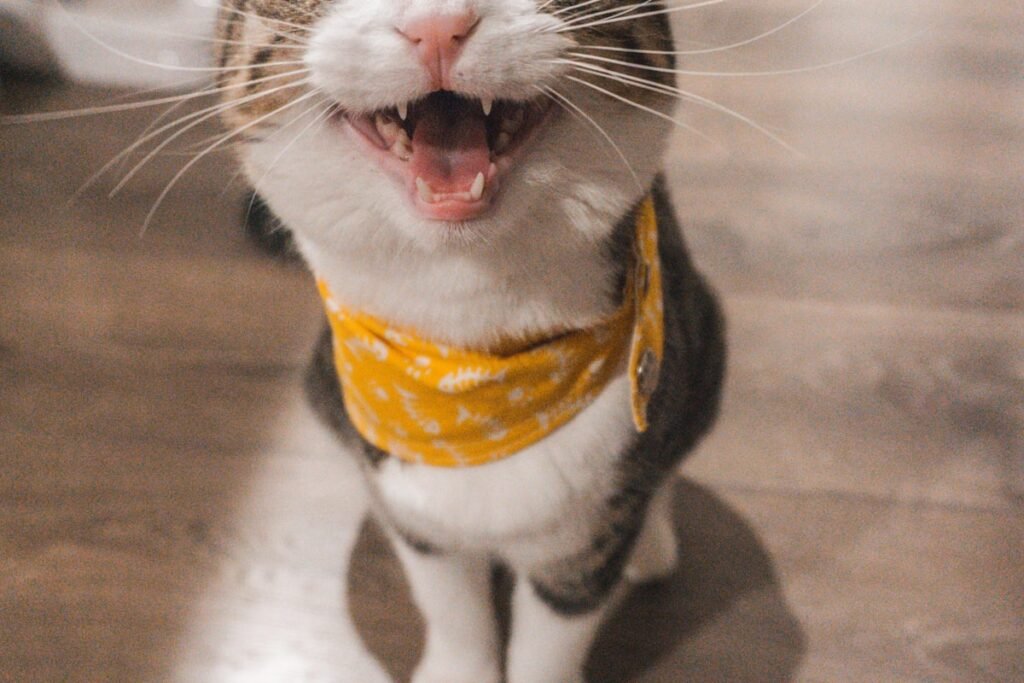 Curious cat with bandana — first 30 days with rescue cat — Ecominou