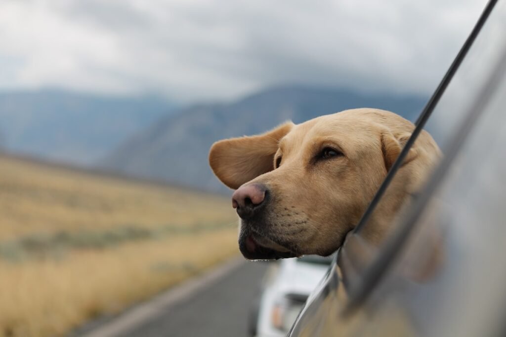 Contemplative dog gazing out — grieving the loss of a dog — Ecominou