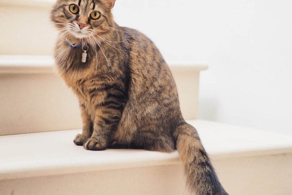 Calm cat sleeping in soft light — how cats reduce stress — Ecominou