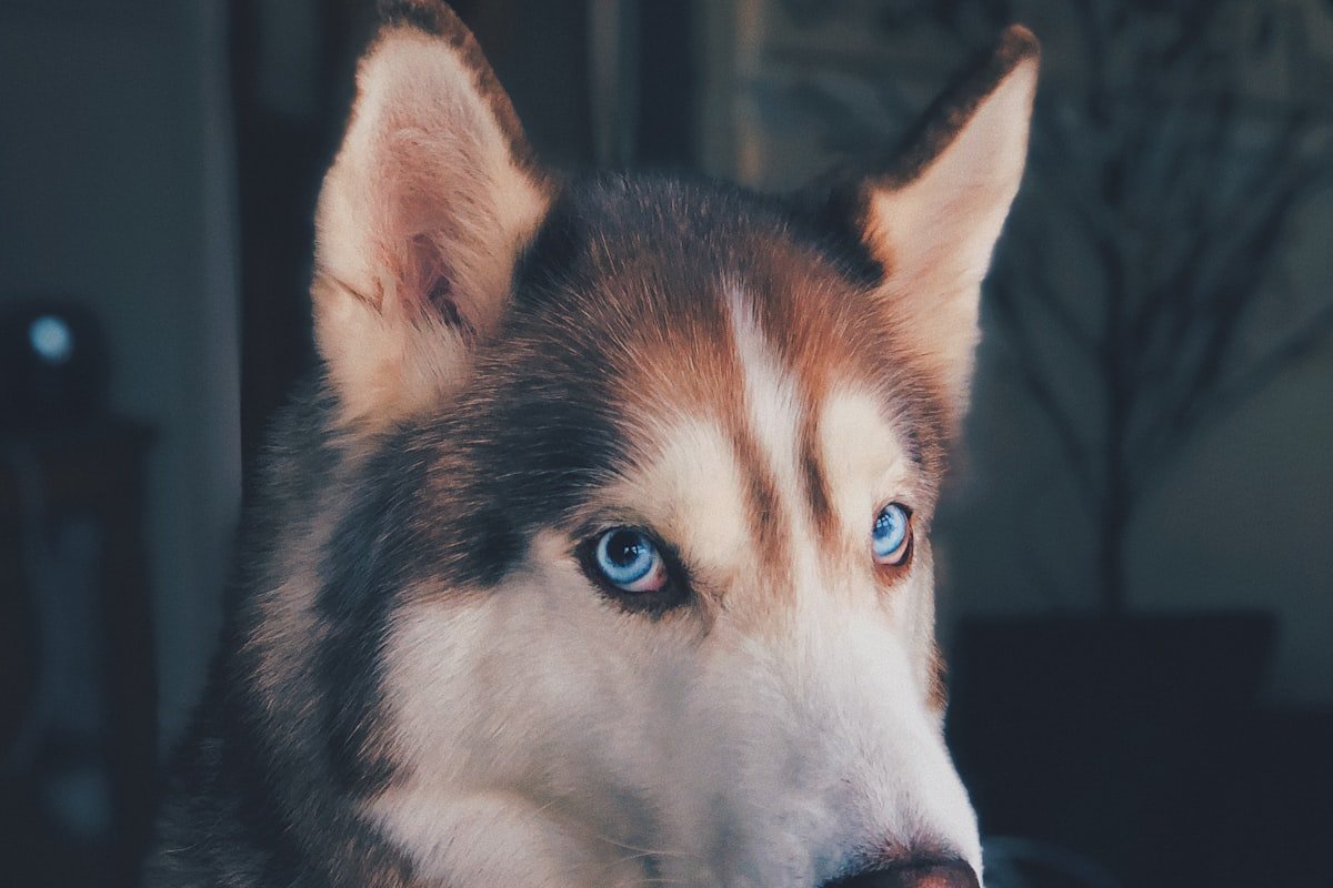 How to Fix Dog Reactivity: A Trainer’s 30-Day Plan [2026]