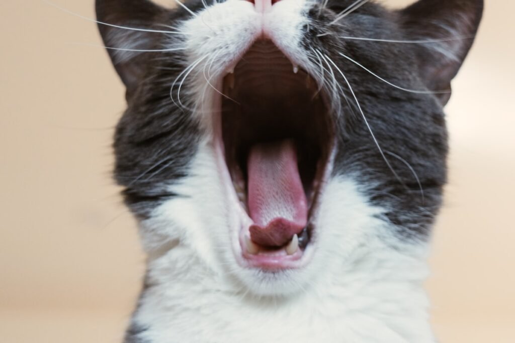 Senior cat with watchful eyes — senior cat care guide — Ecominou