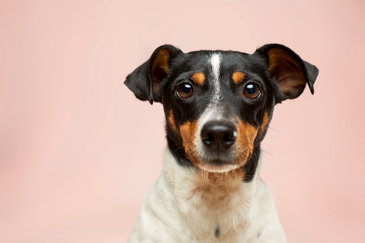 Dog Afraid of Thunder: A 30-Day Calming Plan [2026]
